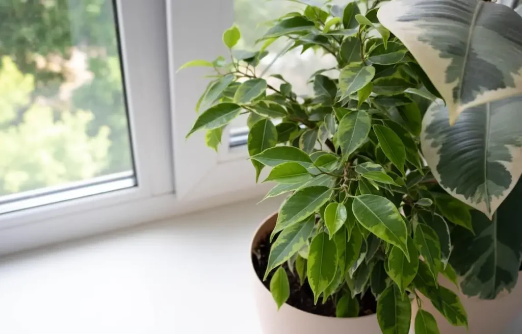 Green plants by a sunny window